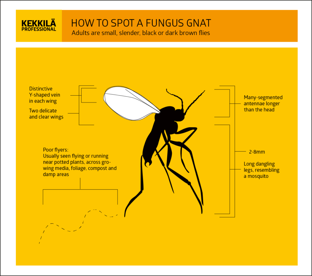 The control of fungus gnats in your greenhouse - Kekkilä Professional