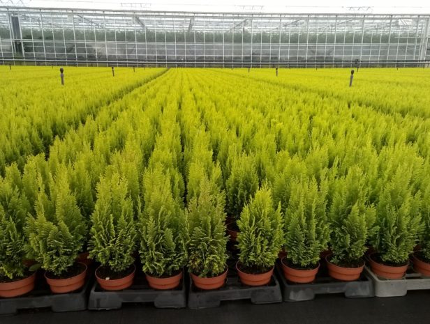 Image of connifers in a greenhouse