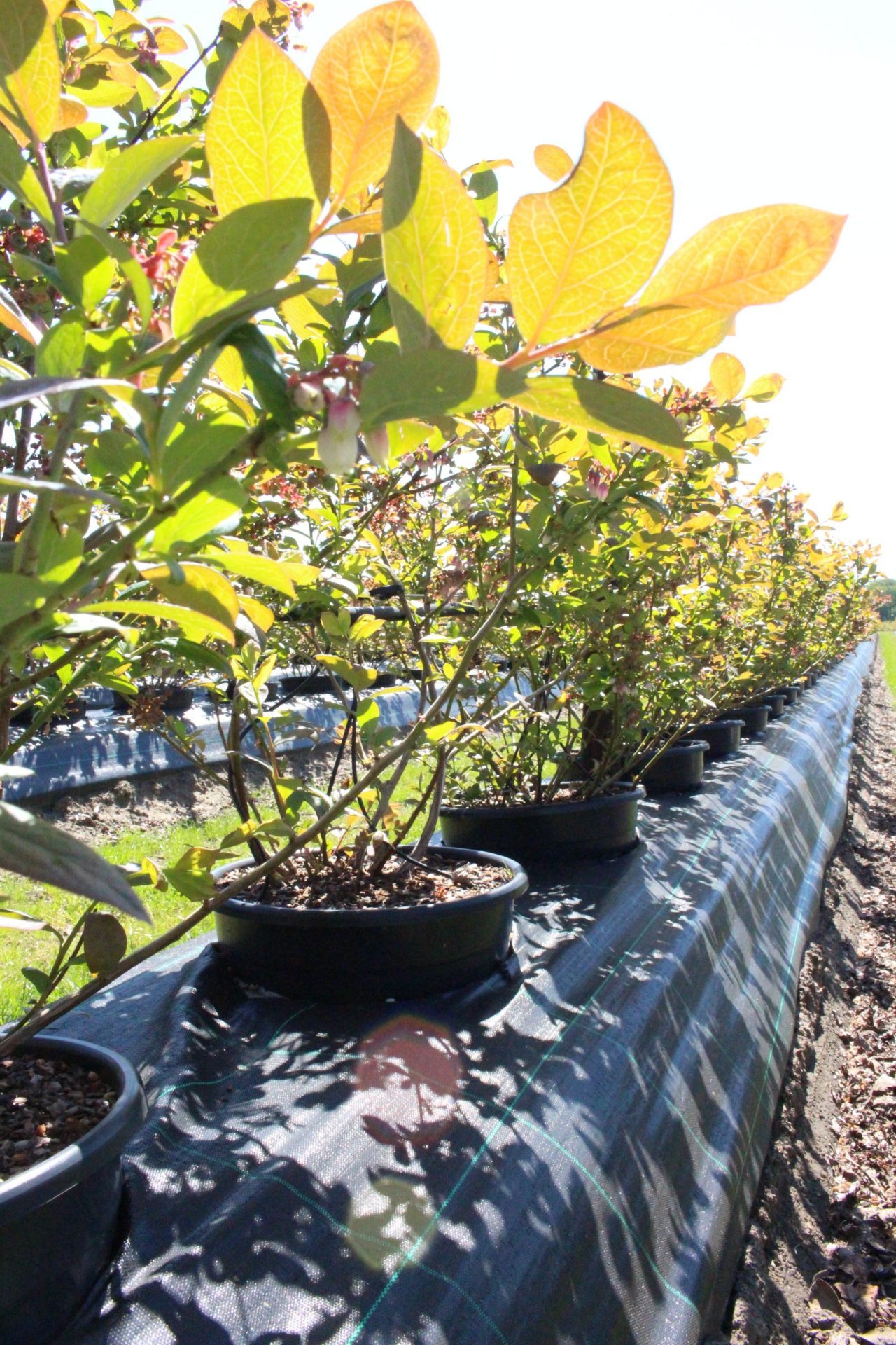 growing-blueberries-in-pots-kekkil-professional